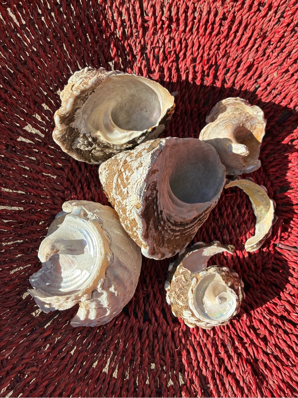 Megastraea undosa Wavy Turban snail sea shells with natural wear and tear #beach
